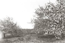 Apple orchard in full blossom